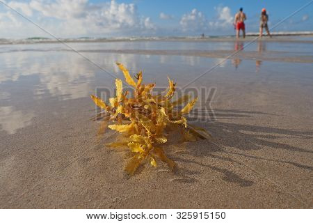 Seaweed Washed Up On The Beach In Miami Beach, Florida.