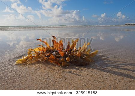 Seaweed Washed Up On The Beach In Miami Beach, Florida.