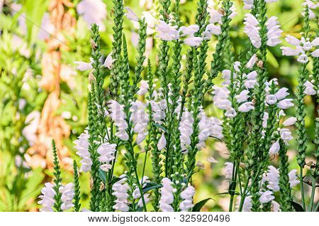 White Physostegia Virginiana, Crown Of Snow, Bushes Of Wild White Flowers, Crystal Peak White.