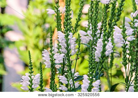 White Physostegia Virginiana, Crown Of Snow, Bushes Of Wild White Flowers, Crystal Peak White.