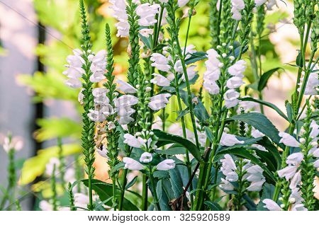 White Physostegia Virginiana, Crown Of Snow, Bushes Of Wild White Flowers, Crystal Peak White.