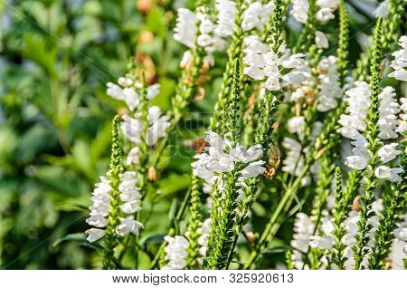 White Physostegia Virginiana, Crown Of Snow, Bushes Of Wild White Flowers, Crystal Peak White.