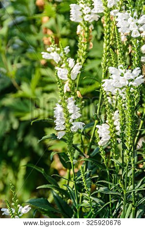 White Physostegia Virginiana, Crown Of Snow, Bushes Of Wild White Flowers, Crystal Peak White.