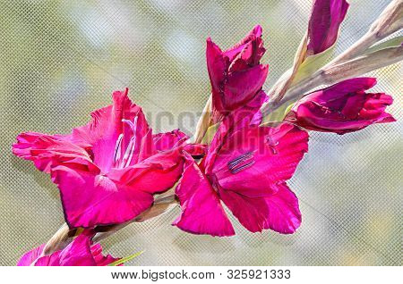 Pink Gladiolus Imbricatus Flower, Close Up