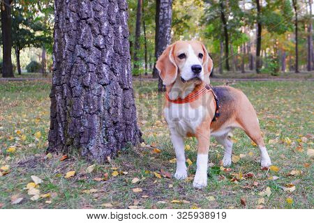 Beagle Dog Walks In The Autumn Park.