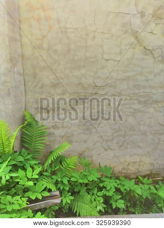 Green Fern Leaf Against A Gray Concrete Wall. Wallpapers For Your Desktop. Op View, Place For Text, 