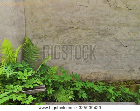 Green Fern Leaf Against A Gray Concrete Wall. Wallpapers For Your Desktop. Op View, Place For Text, 