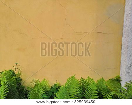 Green Fern Leaf Against A Gray Concrete Wall. Wallpapers For Your Desktop. Op View, Place For Text, 