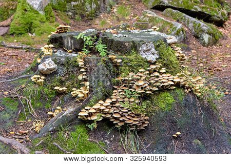 Sulphur Tuft (hypholoma Fasciculare) Mushrooms On A Cut Stump