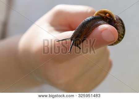 A Child Holding An Edible Snail Fructicicola Fruticum Close Up In Hand, Sunny Day In Summer Time