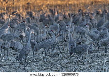 Sandhill Cranes At Bosque Del Apache National Wildlife Refuge, Nevada