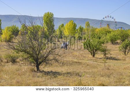 Belogorsk, Crimea, Russia-september 16, 2019: Taigan Safari Park. Panorama Of The Park.