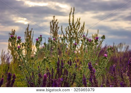 View Of Flowers Of Thorns And Sage Against The Sky In The Summer Field