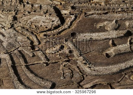 Tree Destruction By Insect Bark Bootle Woodworm. Tree Wood Eroded In Wormholes Suffers From Bark Bee