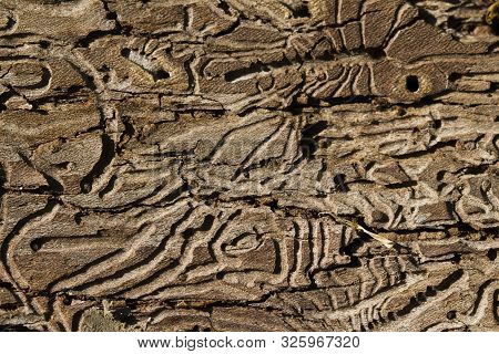 Tree Destruction By Insect Bark Bootle Woodworm. Tree Wood Eroded In Wormholes Suffers From Bark Bee