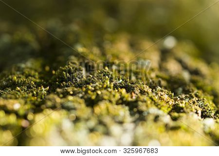 Moss Background. Green Moss On Grunge Texture, Background