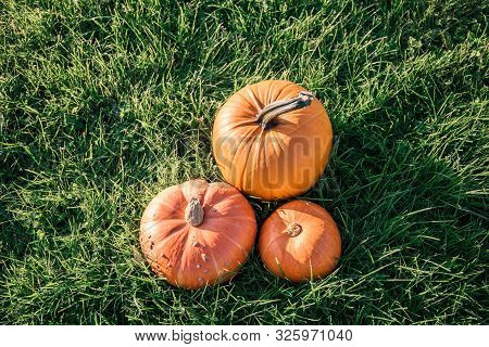 Large Orange Pumpkins Lie On A Field In Green Grass Lit By Sunset Suns