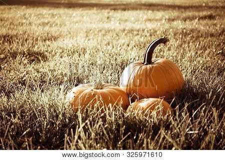 Large Orange Pumpkins Lie On A Field In Green Grass Lit By Sunset Suns Sepia