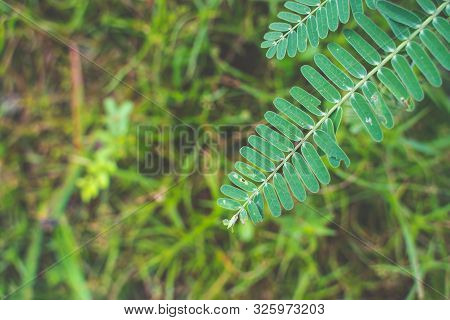 The Agasta Leaves Or Sesban Or Vegetable Humming Bird Or Humming Bird Tree Or Butterfly Tree Or Agat