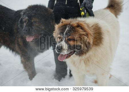 Wo Big Pplayful Young Caucasian Shepherd Dogs Having Fun With Dogsitters On Snow-covered Field In Fr
