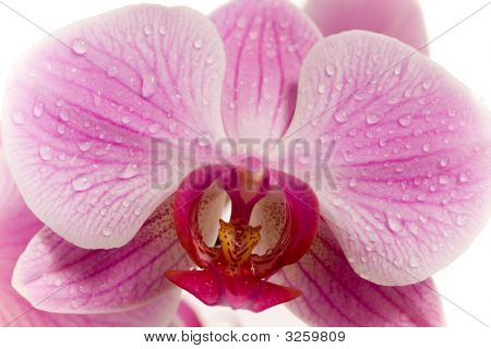 Makro Rosa Orchidee