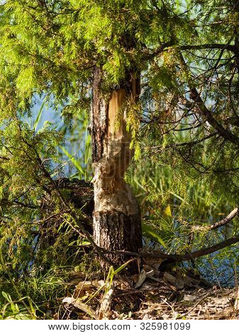 Beaver Damaged Tree. Tree Grawed By Beavers In The Forest