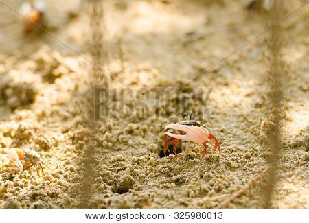 Uca Vocans, Fiddler Crab Walking In Mangrove Forest At Phuket Beach, Thailand