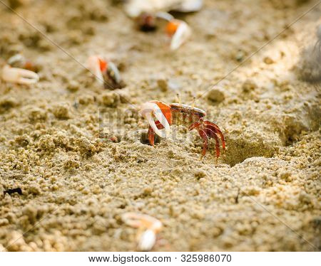 Uca Vocans, Fiddler Crab Walking In Mangrove Forest At Phuket Beach, Thailand