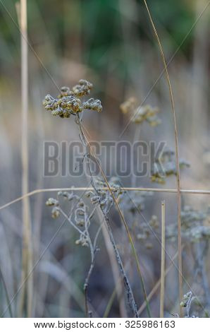 Autumn Dry Inflorescences Of An Immortelle Sandy Or Cmin (helichrysum Arenarium) Without Petals In A