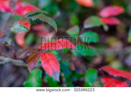 Red-green Leaves Of Magnonia Papillifolia (mahōnia Aquifōlium) Or Berberis Aquifolium Pursh. Natural