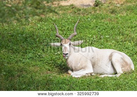 Portrait  Of Lying Antilopa Adax Outdoors. This Species Is Almost Extinct In The Nature.