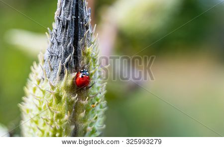 A Beautiful Ladybug (coccinella Septempunctata) Resting On A Common Milkweed Plant (asclepias Syriac