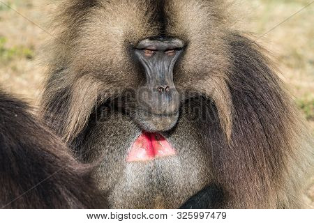 Gelada Baboon - Theropithecus Gelada. Simien Mountains In Ethiopia