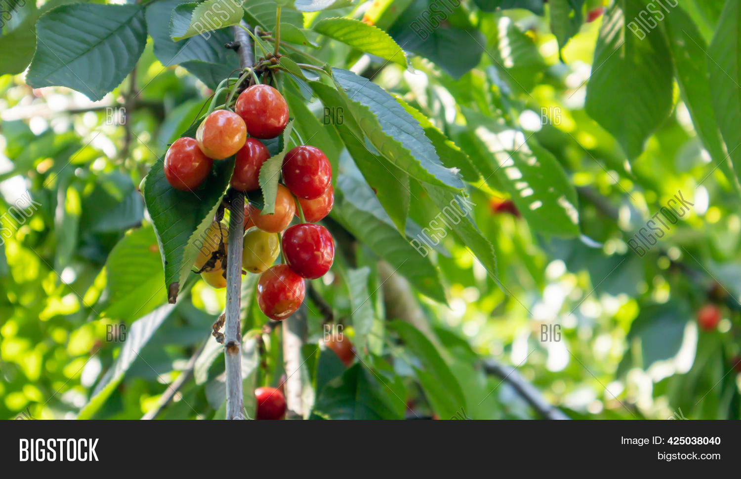 Ripe Red Sweet Cherry Image & Photo (Free Trial) | Bigstock