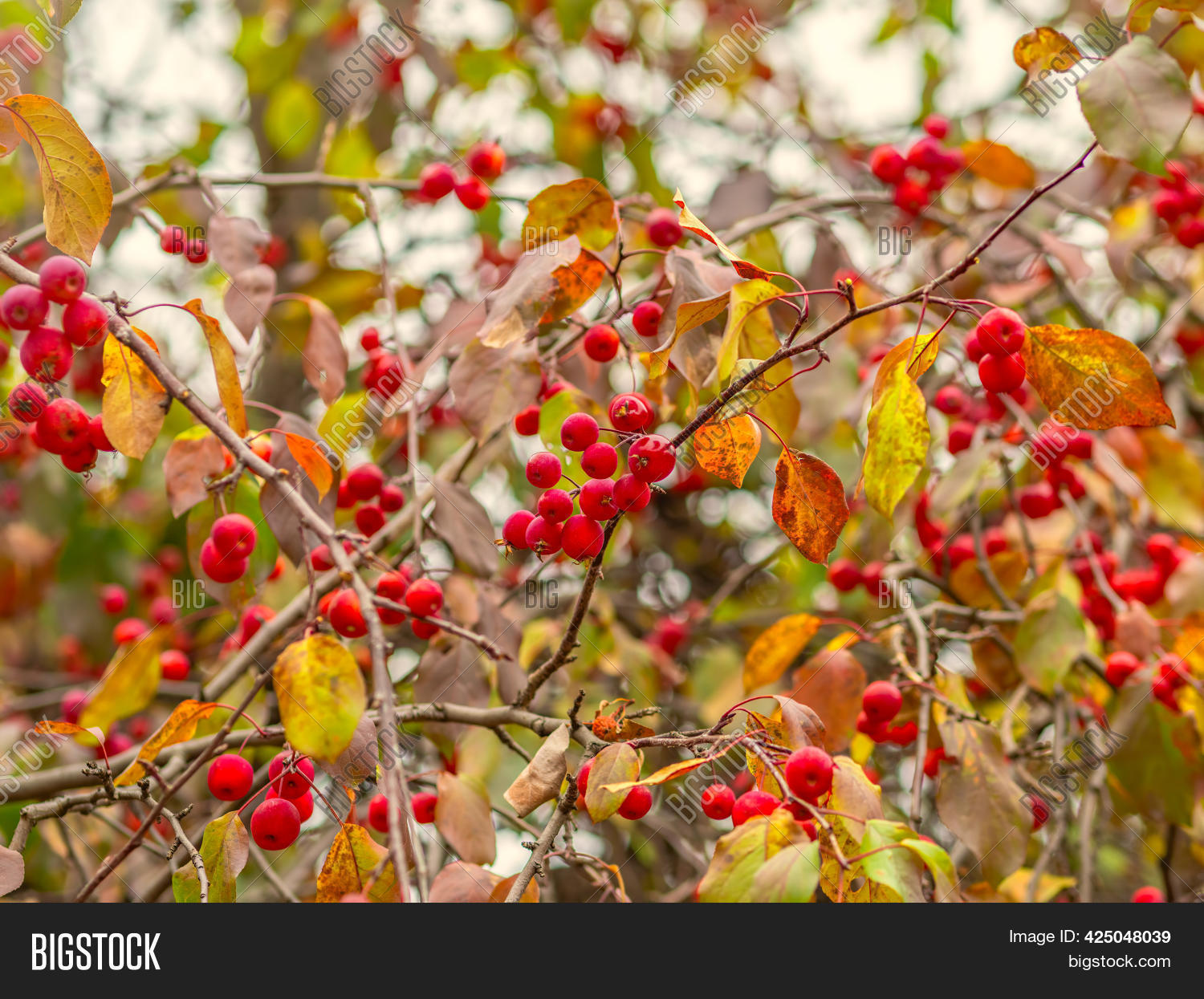 Apple Tree Branches Image & Photo (Free Trial) Bigstock