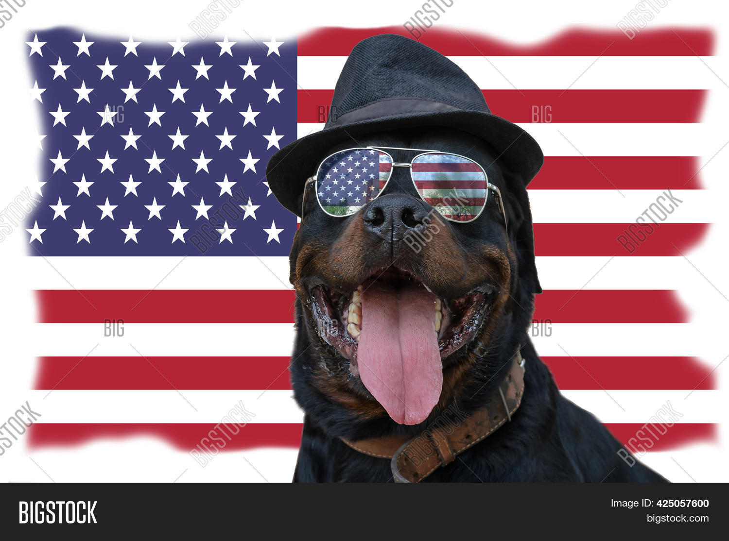 black dog sunglasses