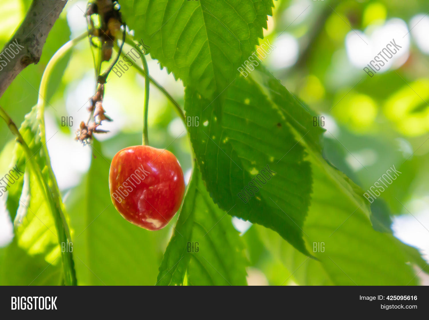 Ripe Red Sweet Cherry Image & Photo (Free Trial) | Bigstock