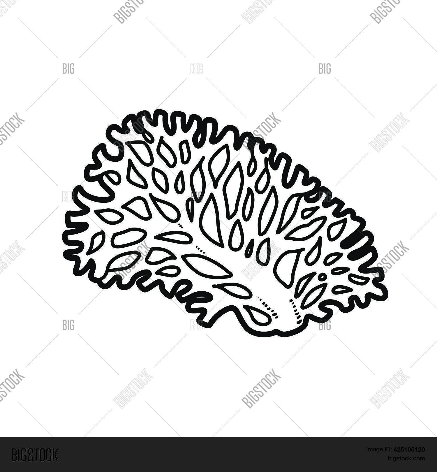 Fanshaped Coral Vector & Photo (Free Trial) Bigstock