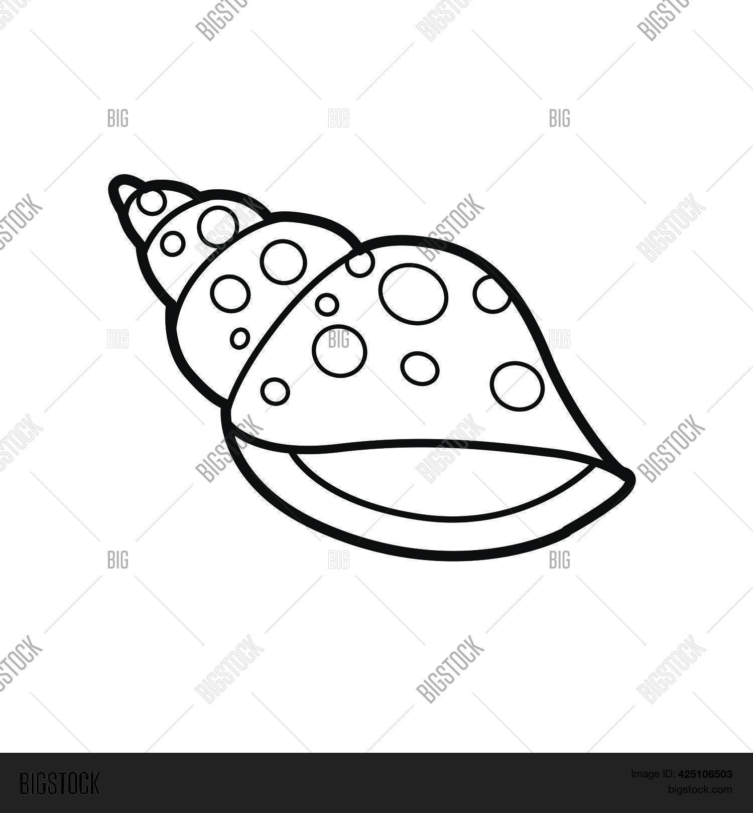 Miter Cone Shell Vector & Photo (Free Trial) Bigstock
