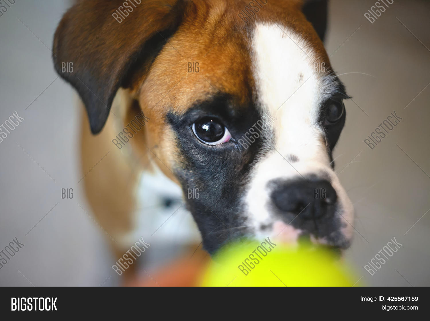 Boxer Dog Tennis Ball Image & Photo (Free Trial) Bigstock