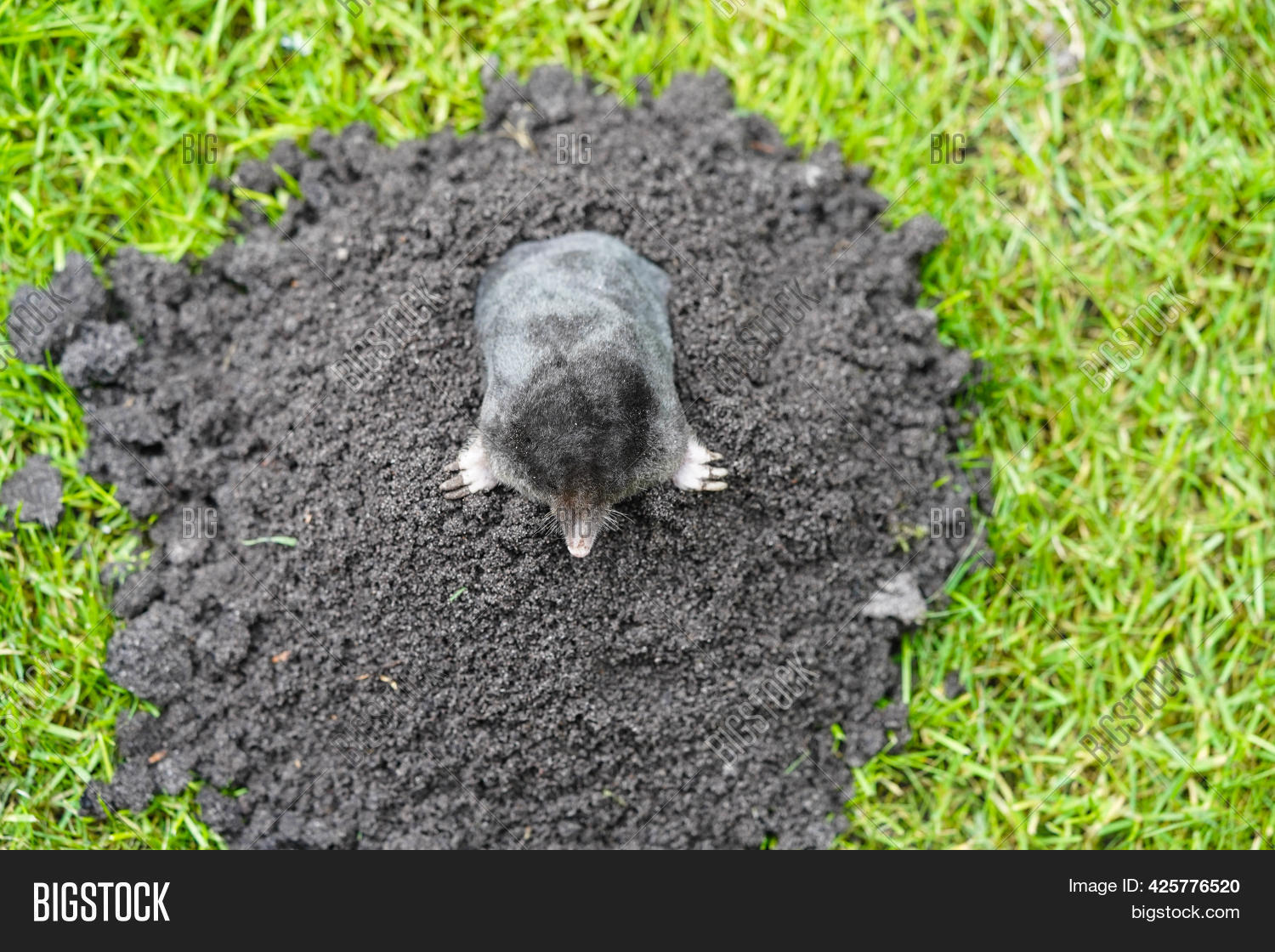 Grey Mole On Green Image & Photo (Free Trial) Bigstock
