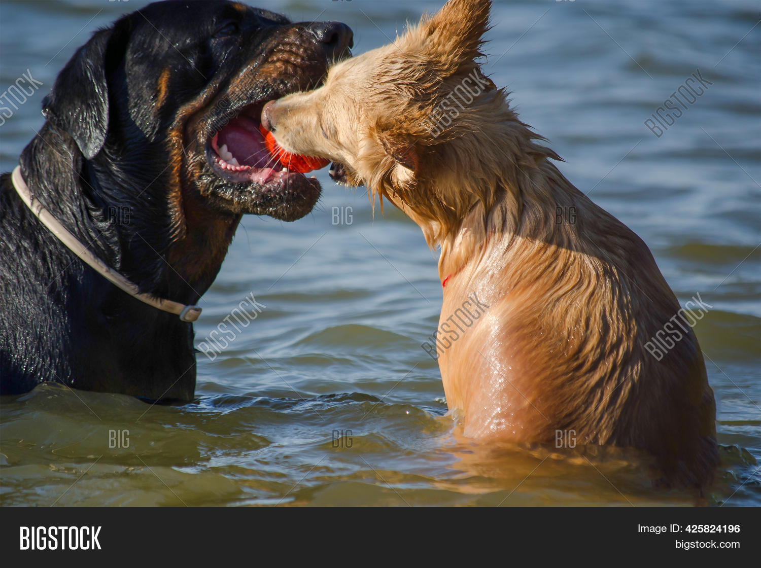 Why Does My Dog Have Red Balls