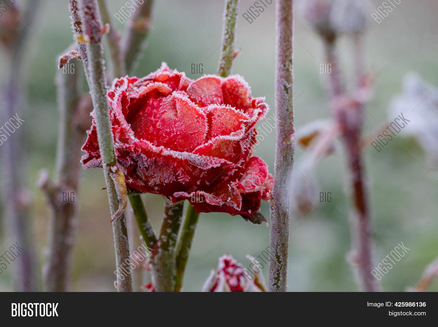Frostcovered Red Rose Image & Photo (Free Trial) Bigstock