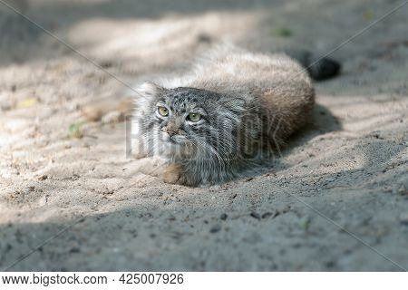 Pallas's Cat (otocolobus Manul). Manul Is Living In The Grasslands And Montane Steppes Of Central As