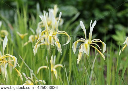Yellow And White Kerner Iris, Iris Kerneriana, Flowers With A Blurred Background Of Shrubs And Leave
