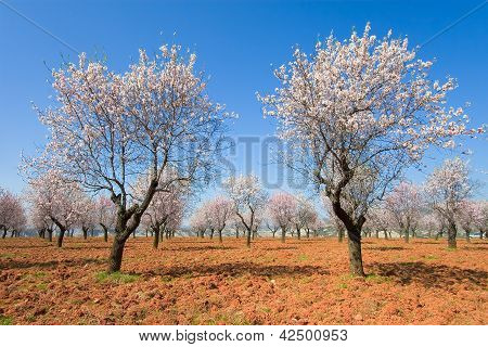Flowering Trees, Binies, Huesca, Aragon, Spain