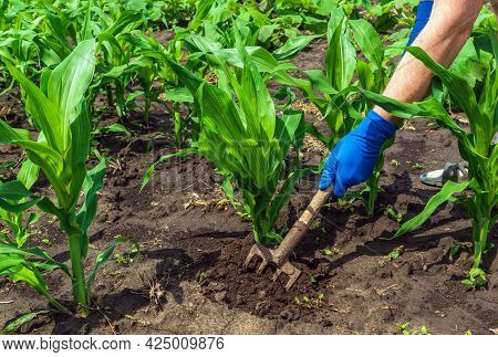 The Farmer Rakes The Soil Around The Young Corn. Close-up Of The Hands Of An Agronomist While Tendin