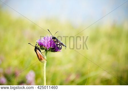 Scarlet Tiger Moth On Clover Flower Close Up. Nature Background