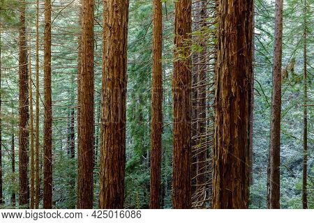 Coastal Redwood Forest In Muir Woods National Park, Mill Valley, California, Usa