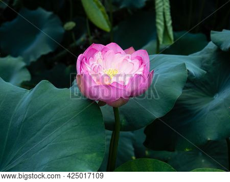 Lotus Flower Bloowing In Miidera Temple - Otsu, Shiga Prefecture, Japan